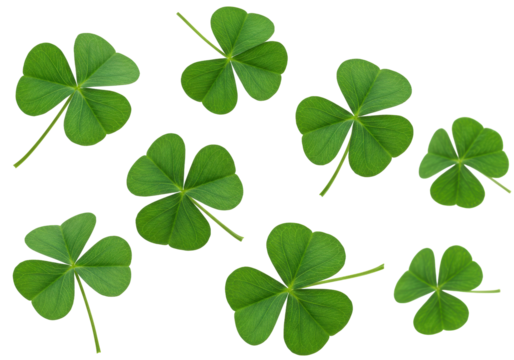 Isolated shamrock plants for St Patricks Day celebration or good luck charms pattern