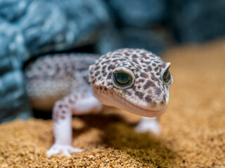 ヒョウモントカゲモドキ