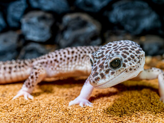 ヒョウモントカゲモドキ