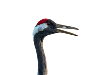 Crane Head Close-Up with Open Beak Call, Isolated on Transparent