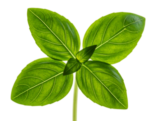 Single Basil Stem with Pair of Leaves, Minimalist Composition, Isolated