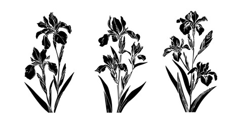 Minimalist vector illustration in black and white, showing three iris flowers in detailed, bold silhouette style. The theme is botanical, focusing on elegant floral shapes and natural forms.