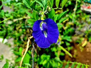 Beautiful Indigo Flower in a Garden
