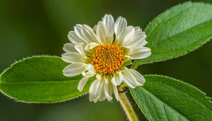 Close-up of a delicate white flower