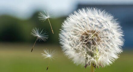Fototapeta premium Dandelion seeds disperse in the gentle breeze on a sunny day