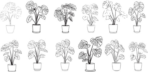 Hand-Drawn Indoor Plant Collection, Monstera and Tropical Pots