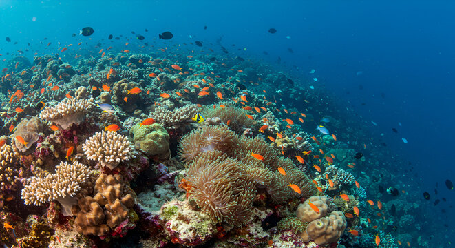 A vibrant coral reef ecosystem teeming with colorful fish and diverse marine life in crystal-clear blue waters.