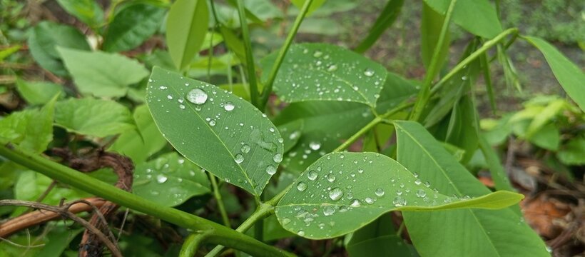 The coolness of a leaf on a hot rainy day