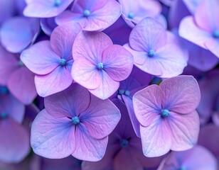 Close-up of vibrant purple hydrangeas