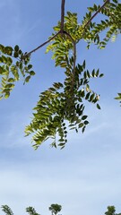 branches against blue sky