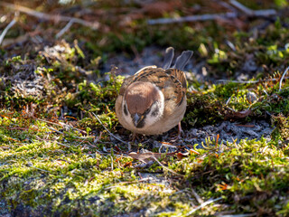 地面を歩くスズメ