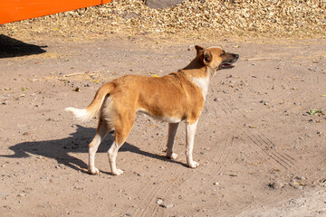 Short-haired brown and white dog standing alert on dirt road under bright rural sunlight