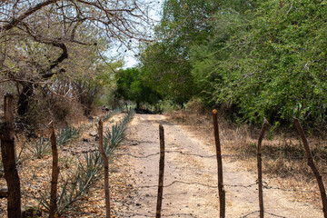 Dirt road with wooden fence, agave plants and dry vegetation in Cocula countryside, Jalisco, Mexico