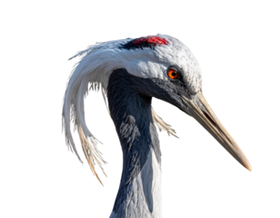 Crane Portrait in Slightly Turned Angle with Soft Feather Detailing, Isolated