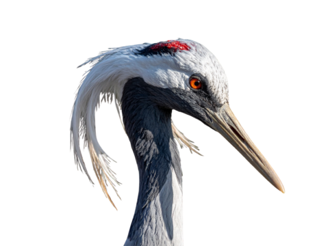 Crane Portrait in Slightly Turned Angle with Soft Feather Detailing, Isolated