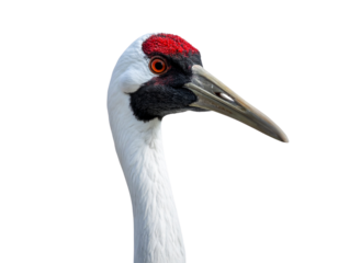 Elegant Crane Bird Portrait Facing Forward, Isolated on Transparent