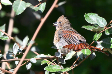 Young Northern Cardinal