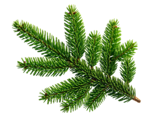 Single Green Fir Tree Branch with Pine Needles, Side View, Isolated on Transparent