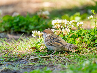 地面を歩くスズメ