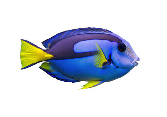 Isolated regal tang fish close up, a colorful marine animal from tropical coral reefs