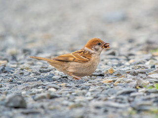 地面を歩くスズメ