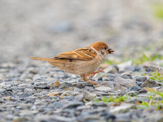 地面を歩くスズメ