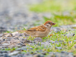 地面を歩くスズメ