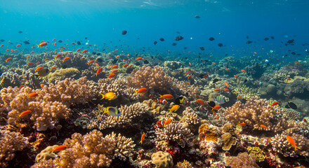A vibrant coral reef ecosystem teems with diverse colorful fish under clear blue ocean waters.