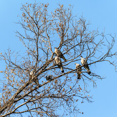 A flock of common wood pigeons (Columba palumbus) perched on the bare branches of a tree against a clear blue sky.