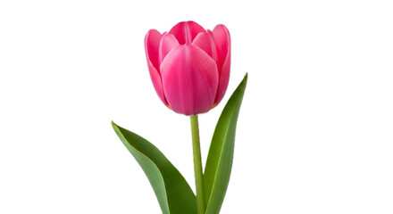 Fototapeta premium Pink Tulip Bloom A Captivating Close-Up of Floral Elegance & Freshness, Perfect for Spring Designs & Botanical Beauty in Natural Light and White Space