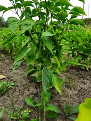 Chili in an organic garden, Green chilli plant. Summer harvest. Collect fruits from the backyard garden. Harvest small pepper. Young healthy green sweet peppers on a plant in a greenhouse in summer. 