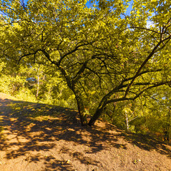 Wide-canopy tree with multiple branches on a sunlit slope, surrounded by green foliage and blue sky. Shadows and light create a vivid, peaceful forest scene.