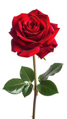 Naklejka premium Single crimson rose on a stem