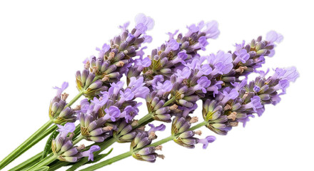 Obraz premium A beautiful fresh bouquet of fragrant purple lavender flowers with green stems, isolated on a clean white background for aromatherapy and wellness concepts