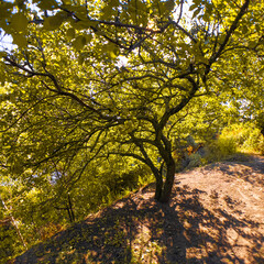 Fototapeta premium Wide-canopy tree with multiple branches on a sunlit slope, surrounded by green foliage and blue sky. Shadows and light create a vivid, peaceful forest scene.