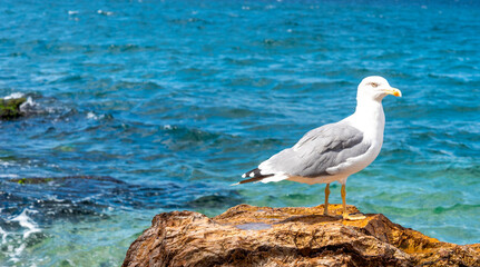 Fototapeta premium Seagull standing on a rock by the ocean under bright sunlight during a clear day