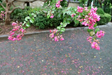 flower, 뜰, 네이처, 분홍, 식물, 무로, 나뭇잎, 여름, 개화, red, 나무, home, 블로섬, 봄, 담, 미, 보라색, 꽃, 나이든, 담쟁이, 나무로 되는, 원예, beautiful