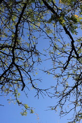 tree branches against blue sky