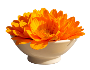 Angled Side View of Orange Flower Bowl, Modern Home Decor Style, Isolated on Transparent Background.