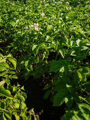 Obraz premium Potato flowers in the garden