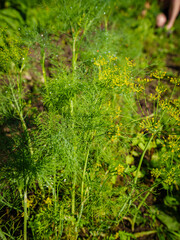 Young dill seedlings
