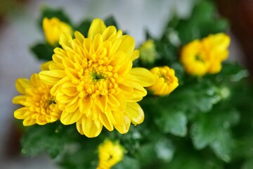flower, yellow, 네이처, 뜰, 식물, 여름, 미, 블로섬, 매크로, orange, 개화, 데이지, 봄, 변색, 근접, beautiful, 꽃, 꽃잎, 금송화, 금잔화, 나뭇잎