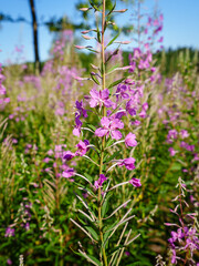 Obraz premium pink flowers in the meadow