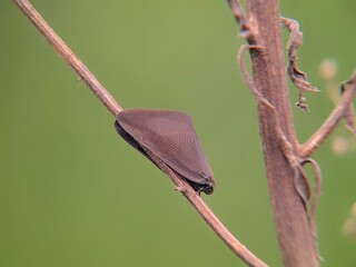 black beetle on a branch