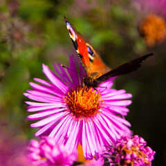 Admiral butterfly on a chrysanthemums flower.