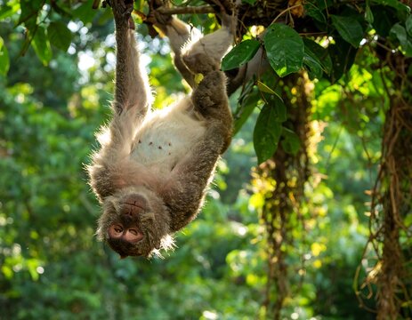 Monkey hanging upside down in jungle