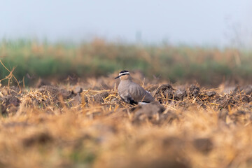 A sociable lapwing in breeding plumage sitting on the ground in a paddy field area on the outskirts of Nalsarovar lake are in Gujarat