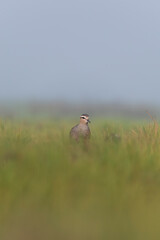 A sociable lapwing in breeding plumage sitting on the ground in a paddy field area on the outskirts of Nalsarovar lake are in Gujarat