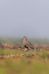 A sociable lapwing in breeding plumage sitting on the ground in a paddy field area on the outskirts of Nalsarovar lake are in Gujarat