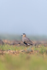 A sociable lapwing in breeding plumage sitting on the ground in a paddy field area on the outskirts of Nalsarovar lake are in Gujarat